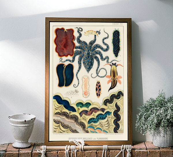 Vintage Illustration Wall Art - Great Barrier Reef Molluscs and Planarians, Plate XIII